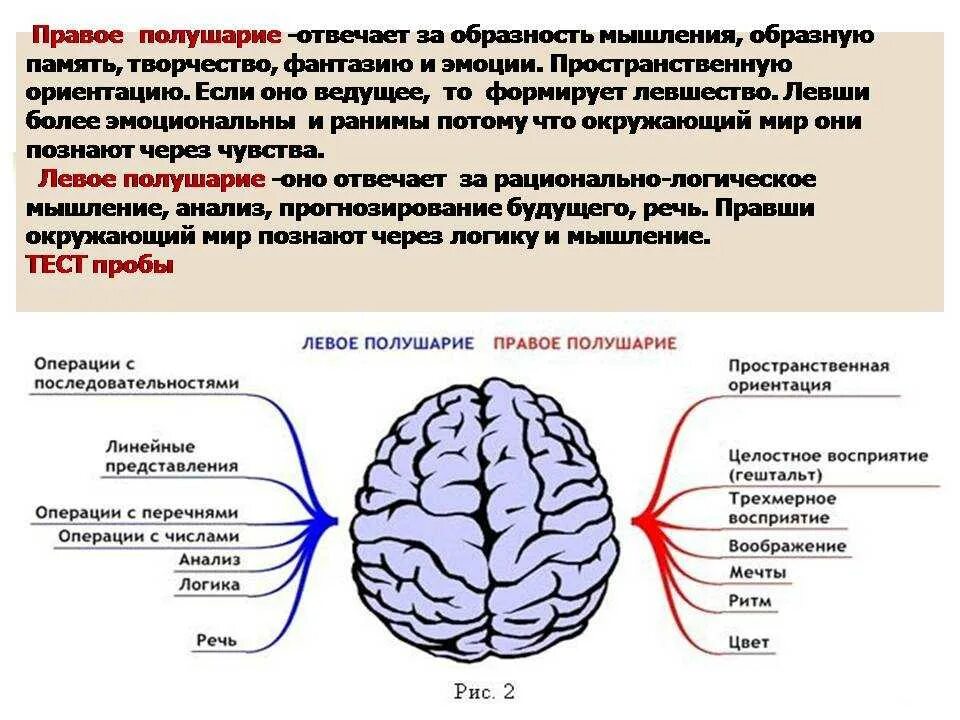 Мозг главный орган. Правому и левому полушарию мозга характеристика. Роль левого полушария в речевой функции. За что отвечает левое и правое полушарие головного мозга. За что отвечают полушария головного мозга человека левое и правое.