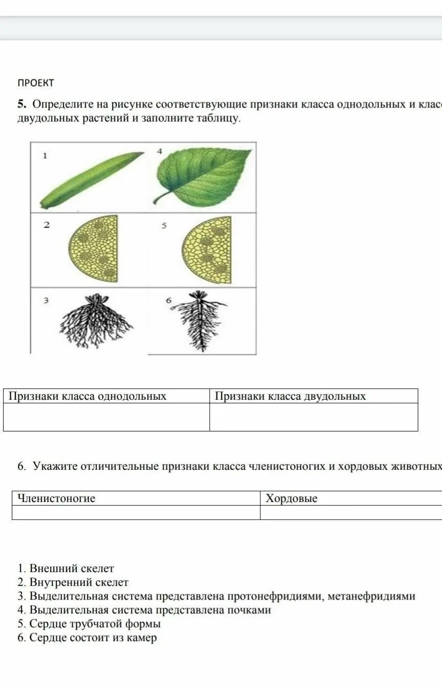 Контрольная работа по биологии 7 класс двудольные. Признаки растений класса jlyjljkmys[двудольные. признаки классов однодольных и растений. классы однодольных и двудольных растений таблица. признаки растений класса однодольных и класса двудольных.