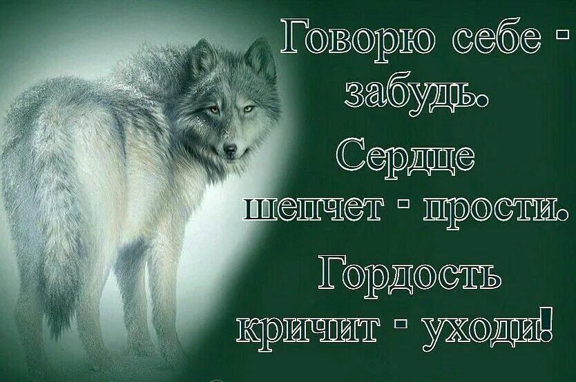 Про жизнь волков. Цитаты волка. Статусы с волками. Статусы про Волков. Красивое высказывание про Волков.