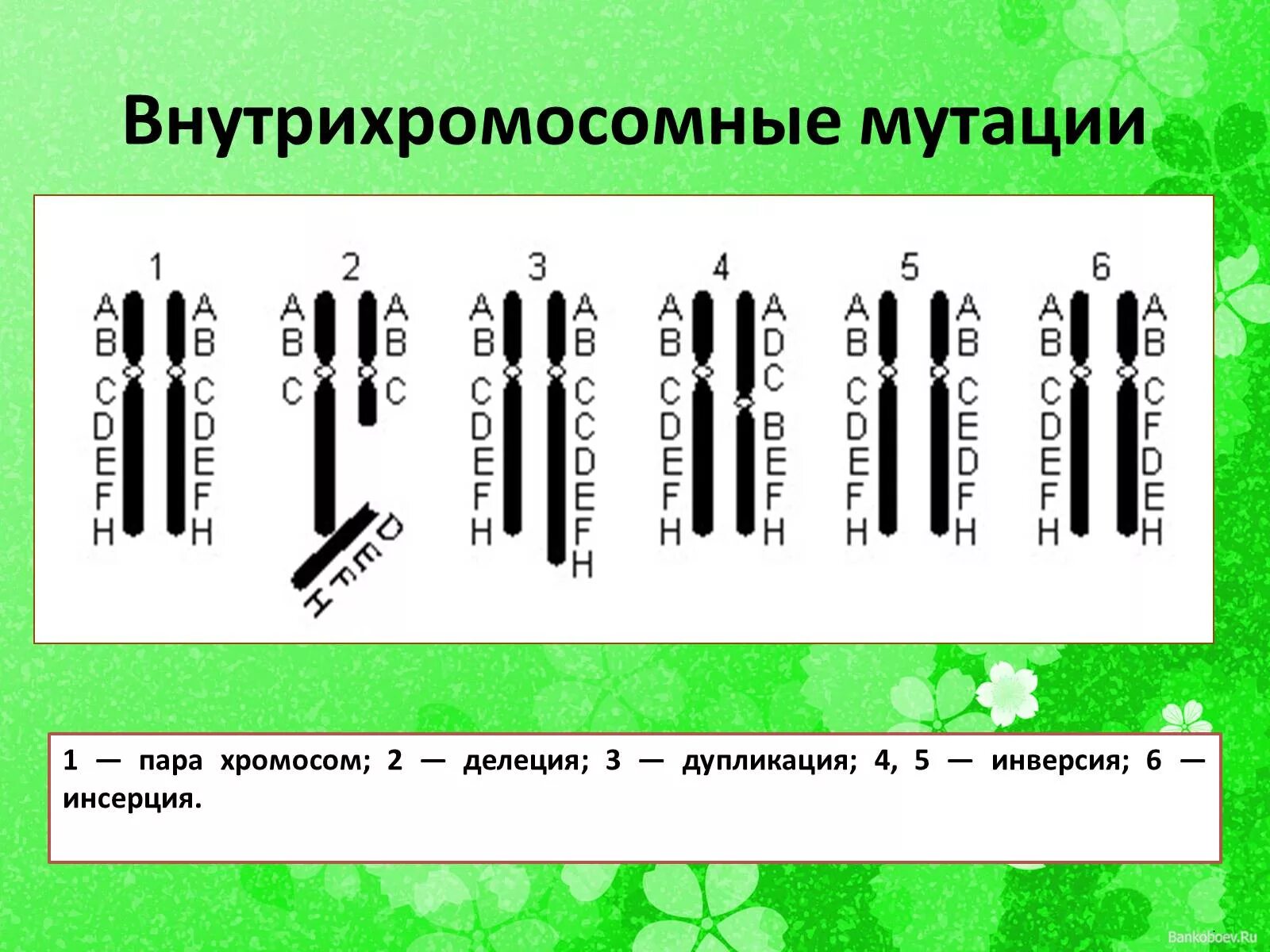 Удвоение хромосом какая мутация. Хромосомные мутации внутрихромосомные. Внутри хромосомные мутации. Хромосомные перестройки. Внутрихромосомные мутации делеция дупликация.