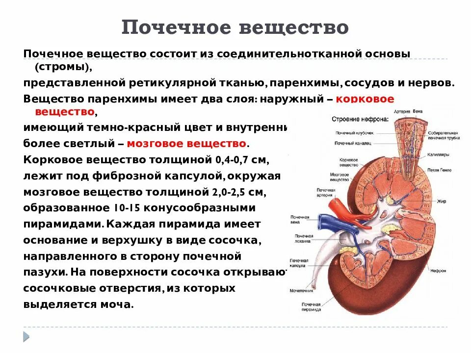 Каковы основные нарушения работы почек. Почечное вещество состоит из. Функции веществ почки. Строение почки. Вещество почки состоит из.