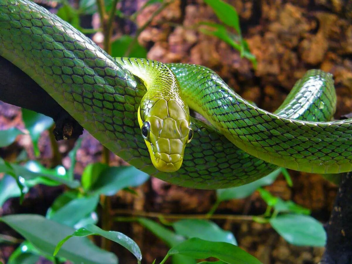 Snake wiki