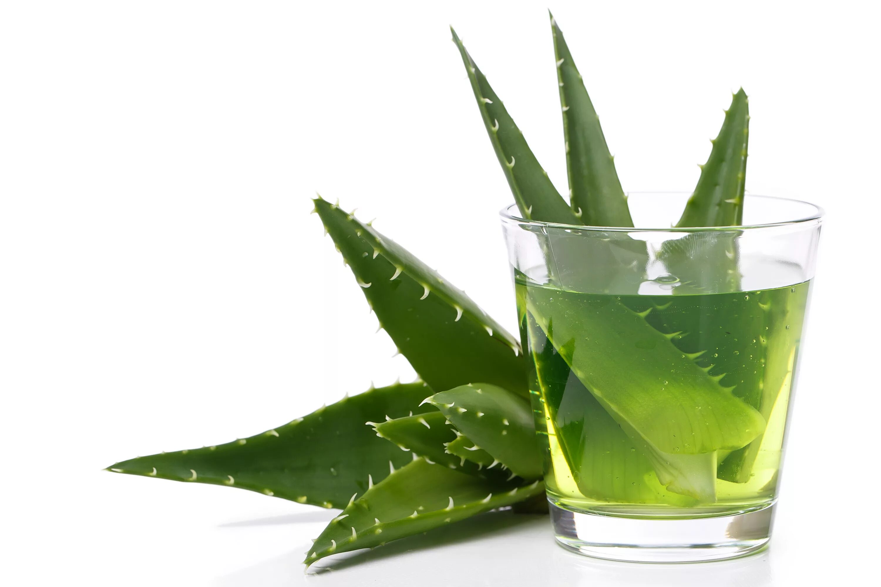 Aloe Vera алоэ.