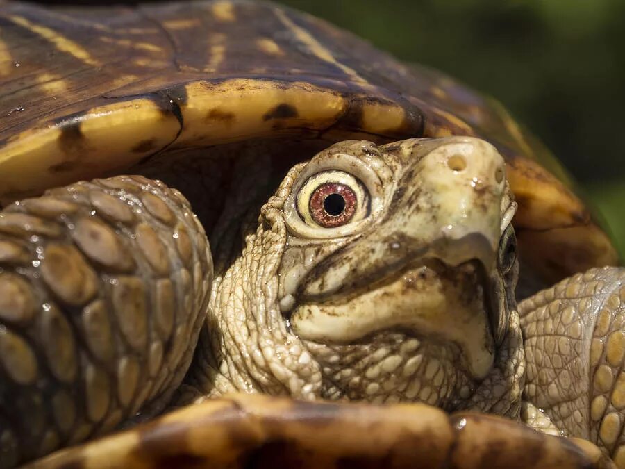 Turtle up. Черепаха это рептилия. ornate box turtle.