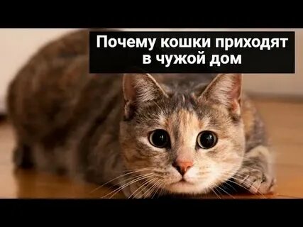 Почему кошка пришла