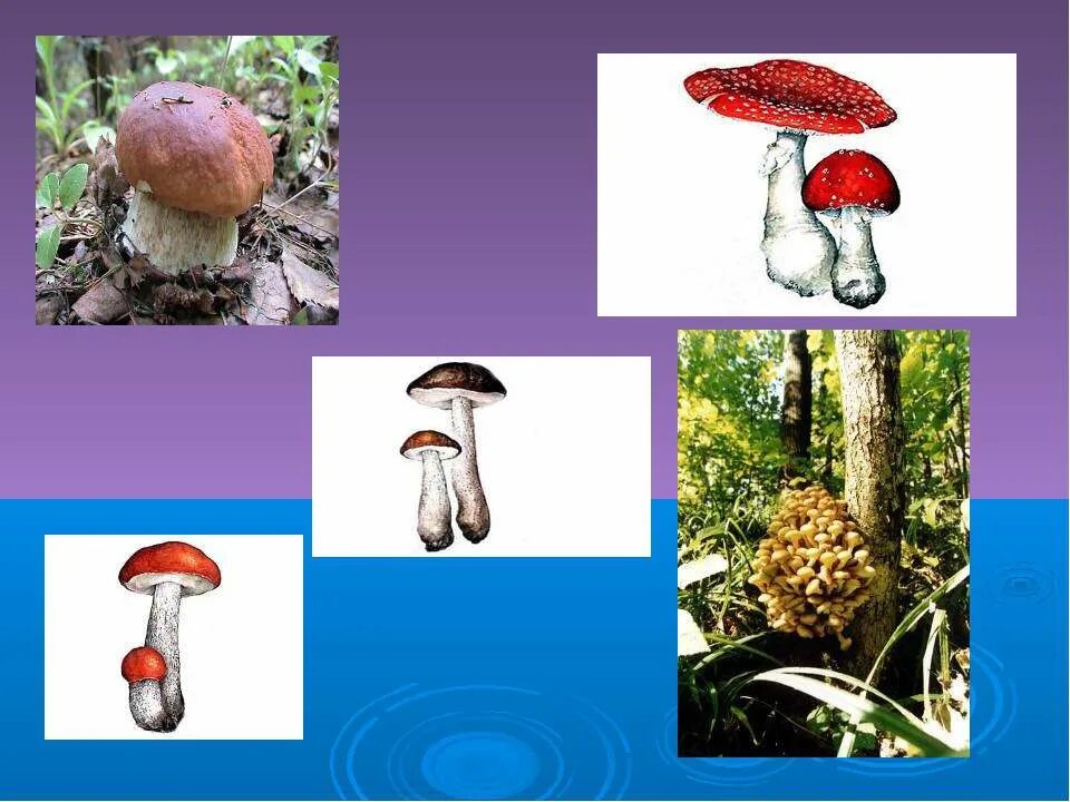 Природное сообщество грибов. Презентация про грибы 4 класс. Грибы роль в экосистеме. Значение грибов в экосистеме. Грибы в еловых лесах.