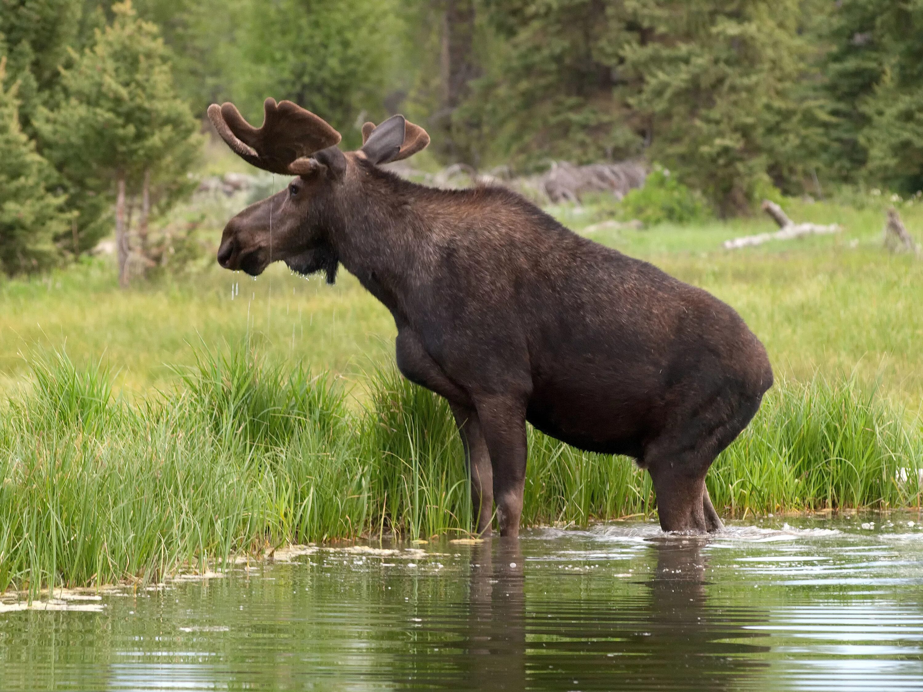 Животные средней сибири. Лось Беларусь. Alces americanus. Американский Лось. Лось средней полосы России.