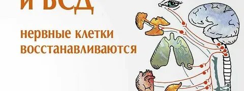 Клетки не восстанавливаются
