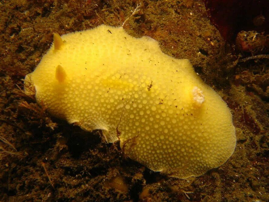 Животное морской лемон. Животное морской лемон. Животное морской лемон. Морской лимон моллюск. Морской лимон моллюск.