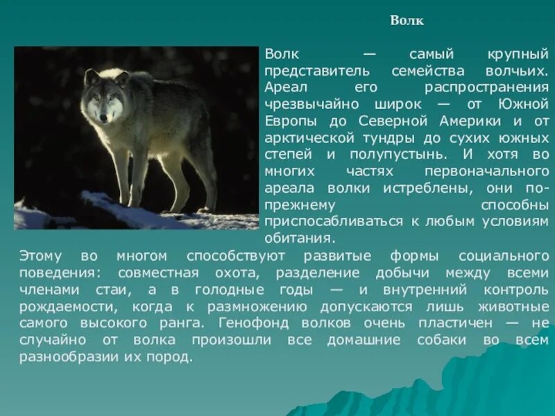 Доклад про волка. Доклад про волка 4 класс. Сообщение о животных волк. Доклад о животных Лесной зоны.