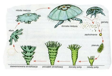 Медуза развитие с метаморфозом