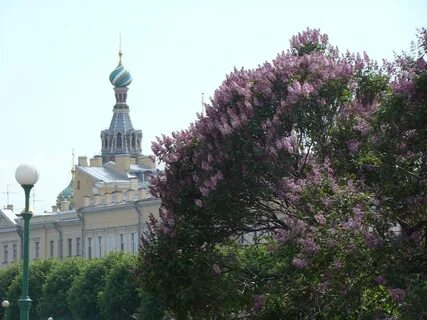 Когда цветет сирень в ростове