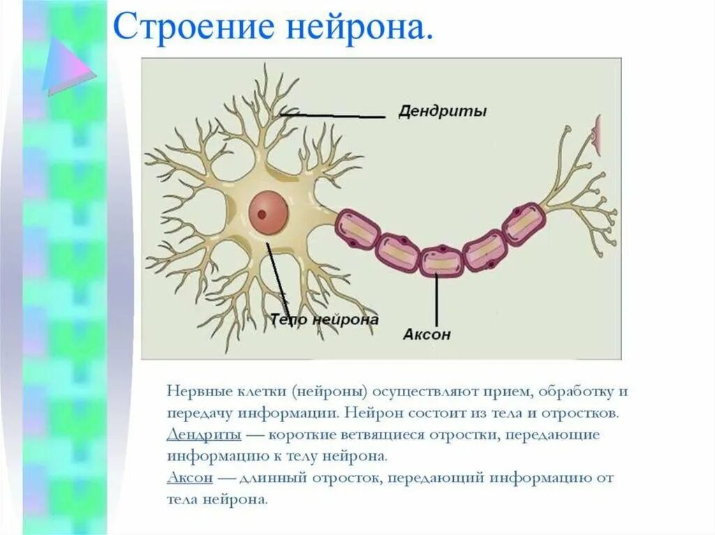 Короткие ветвящиеся отростки нервных клеток. Нейрон Аксон дендрит. Строения нейрона дендриты. Короткий ветвящийся отросток нейрона это. Дендрит это отросток нейрона.