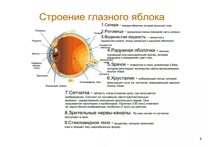 Функции структур глазного яблока. Структурные части глазного яблока и их функции. Функции структур человеческого глаза. Анатомия глазного яблока человека строение и функции.