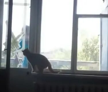 Уволили кота сергея