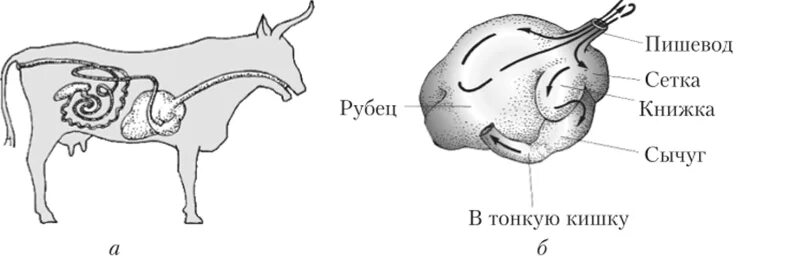 Камеры жвачных