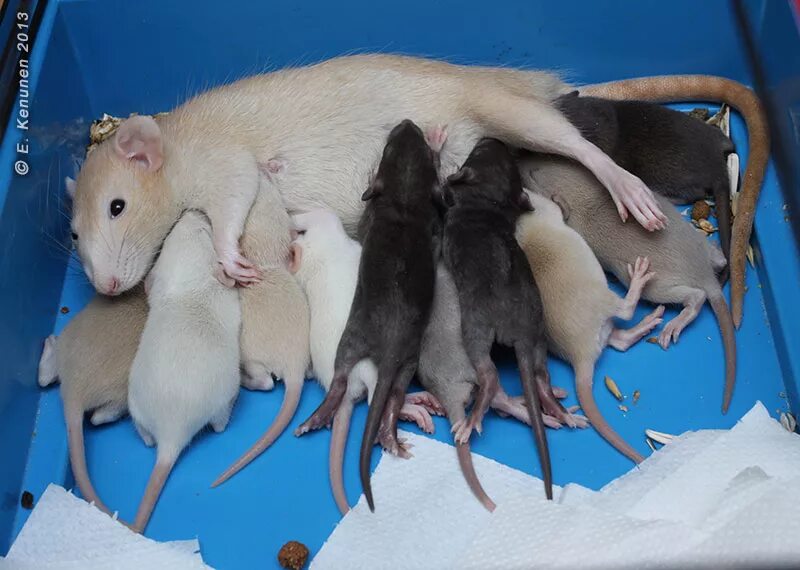 Новорожденные крысята Дамбо. Новорожденные крысы Дамбо. Новорожденный крысенок Дамбо. Крысы Дамбо Детеныши. Развитие мышей