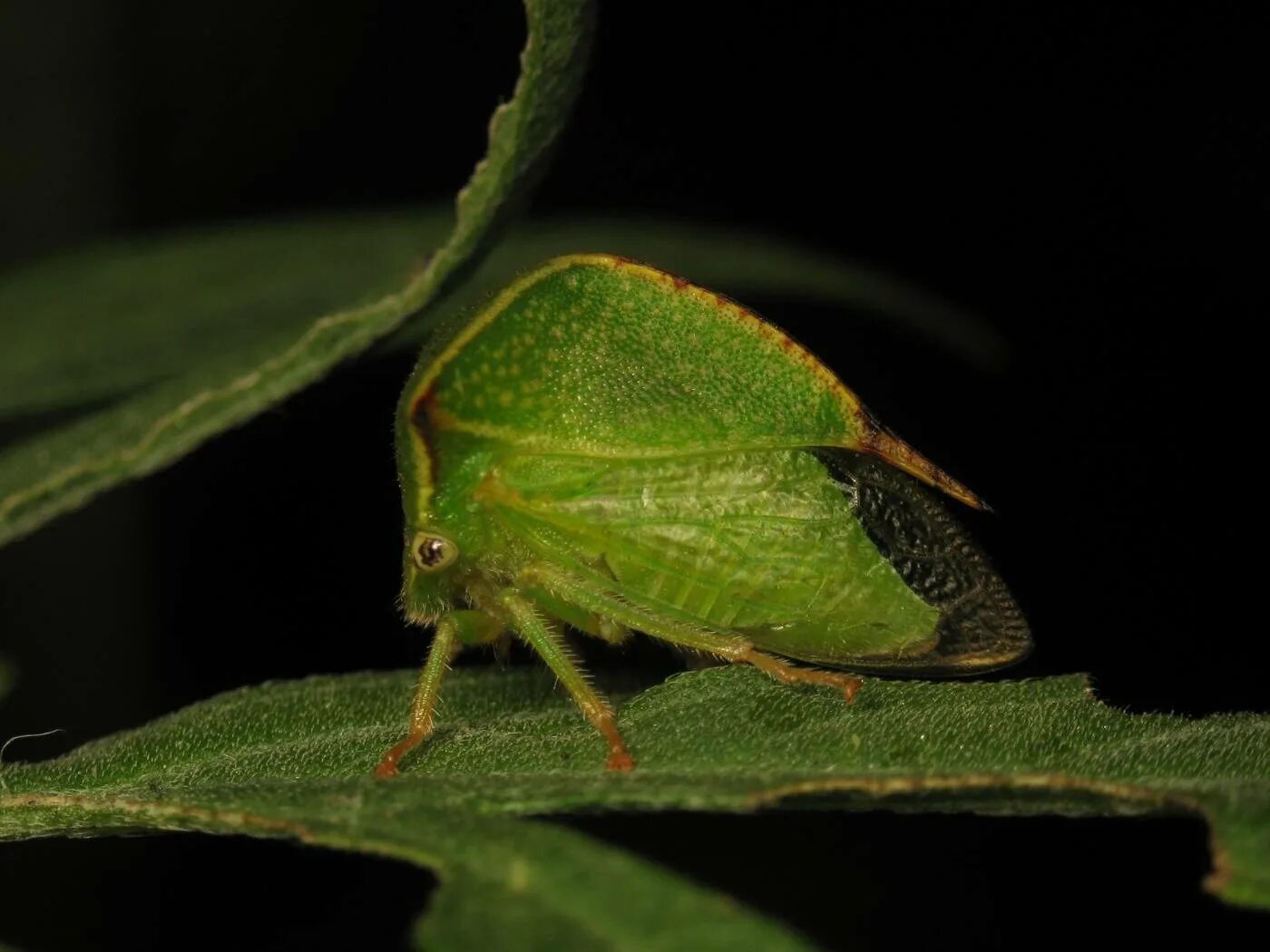 Как избавиться от цикад. Отряд равнокрылые — homoptera. цикадка бабочка японская. homoptera тля. равнокрылые хоботные.