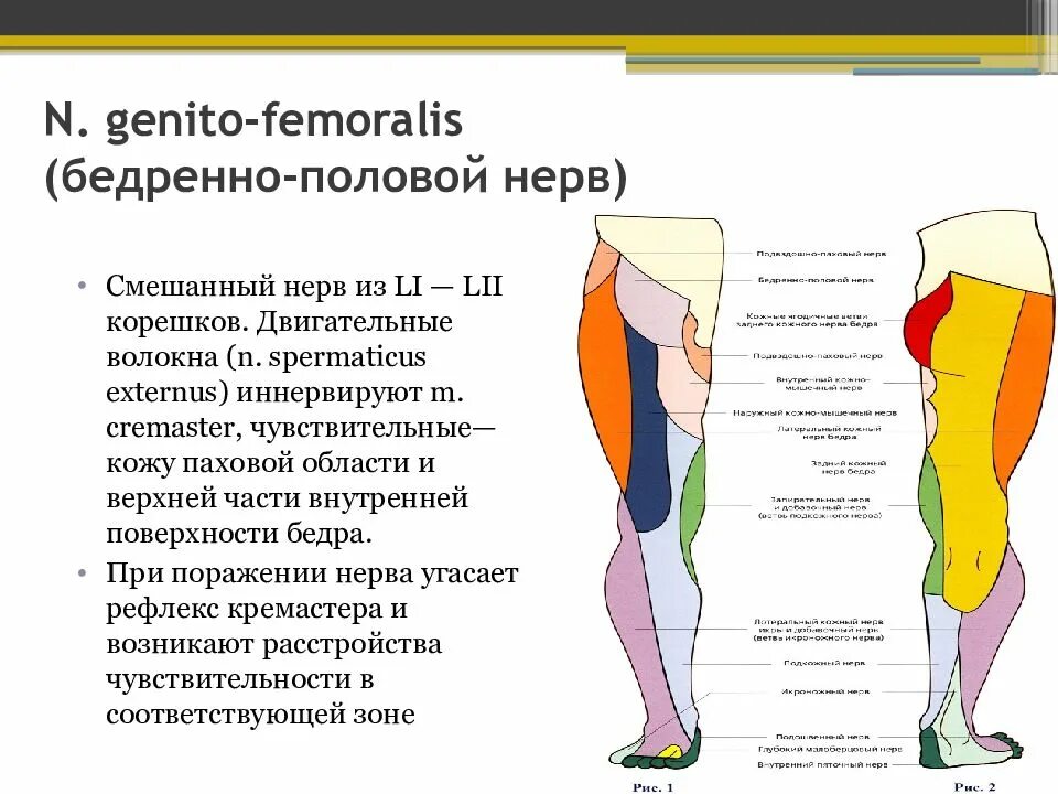 Поражение нервов нижних конечностей. Бедренно-полового нерва. Иннервация бедренно-полового нерва. Полово бедренный нерв иннервирует.