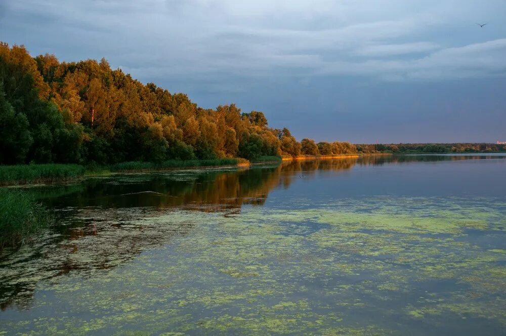 Погода медвежьи озера московской области. Медвежьи озера Щелковский район. Медвежьи озера Балашиха. Медвежьи озёра Московская область. Озеро в Щелково.