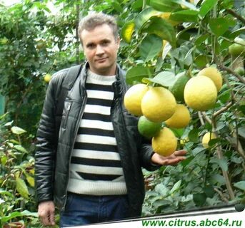 Чем подкормить лимон