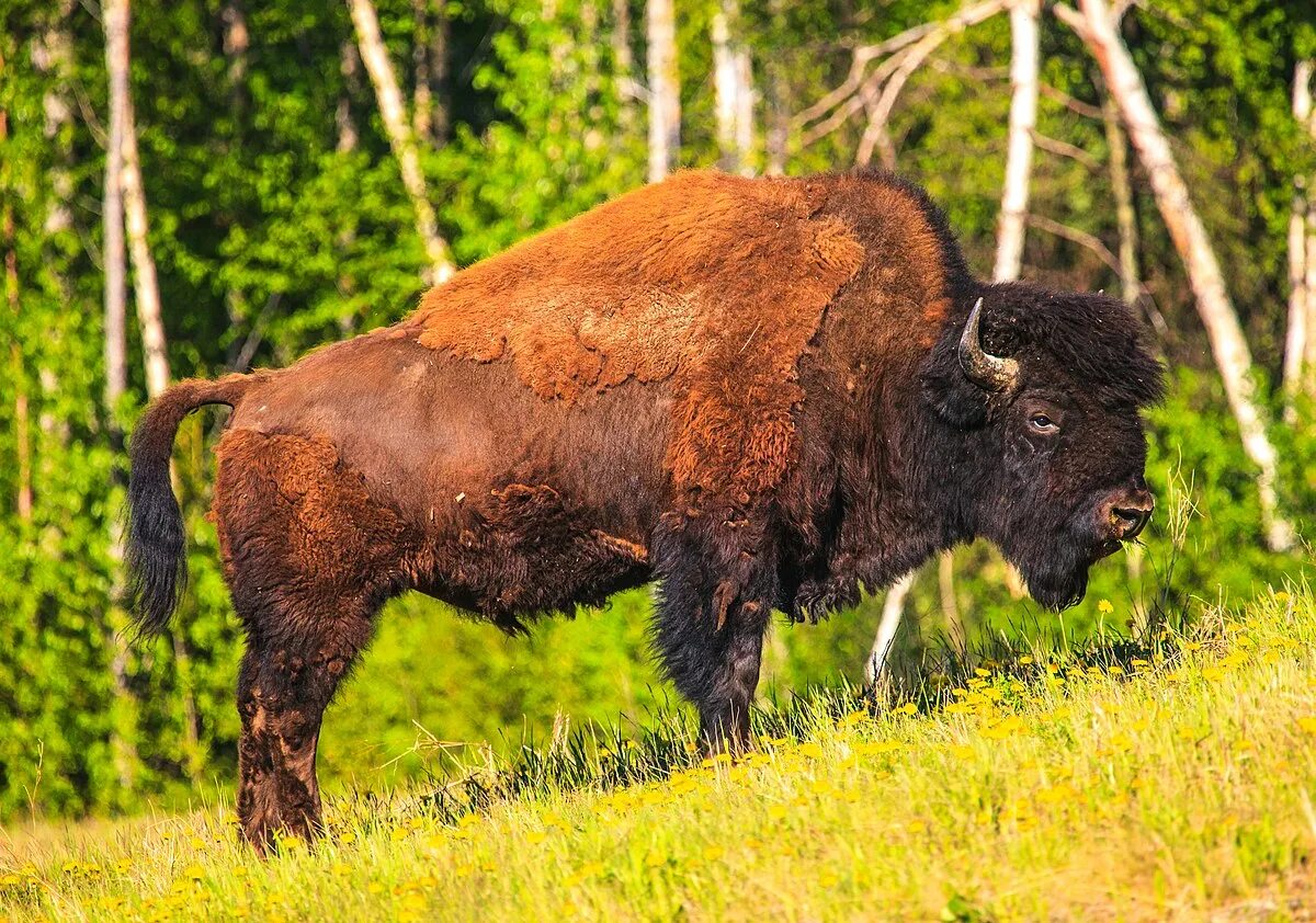 Лесной Бизон Северной Америки. Bison Bison athabascae. Лесной Бизон в Якутии. Степной Бизон в Сибири. Бизон водится