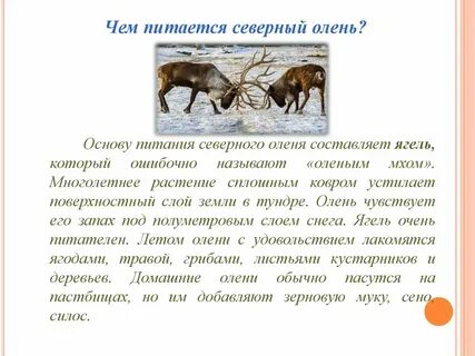 Основная пища северных оленей