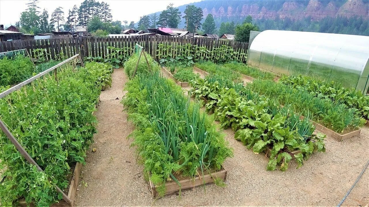 Подкормка для перцев урожайный огород. Перец сорт аристотель. Урожайный огород перцы. Урожайный огород с татьяной формировка перца. Урожайный огород перцы.