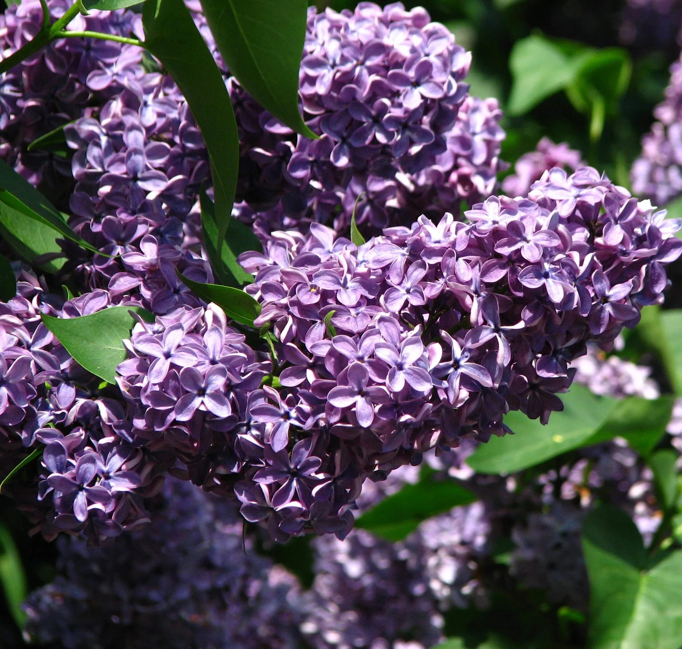 Вкус сирени. Сирень комарова пониклая. Сирень сорт кавур. Сирень садовая. Сирень останкино.