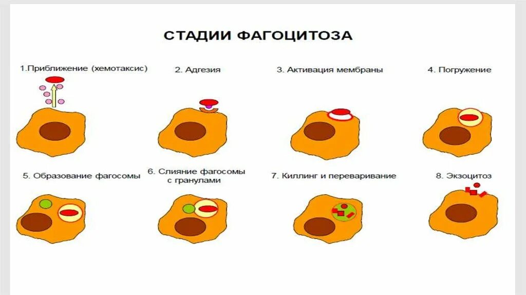 Схема стадий фагоцитоза. Этапы фагоцитоза схема. Стадии фагоцитоза схема. Схема этапов хемотаксиса и фагоцитоза.