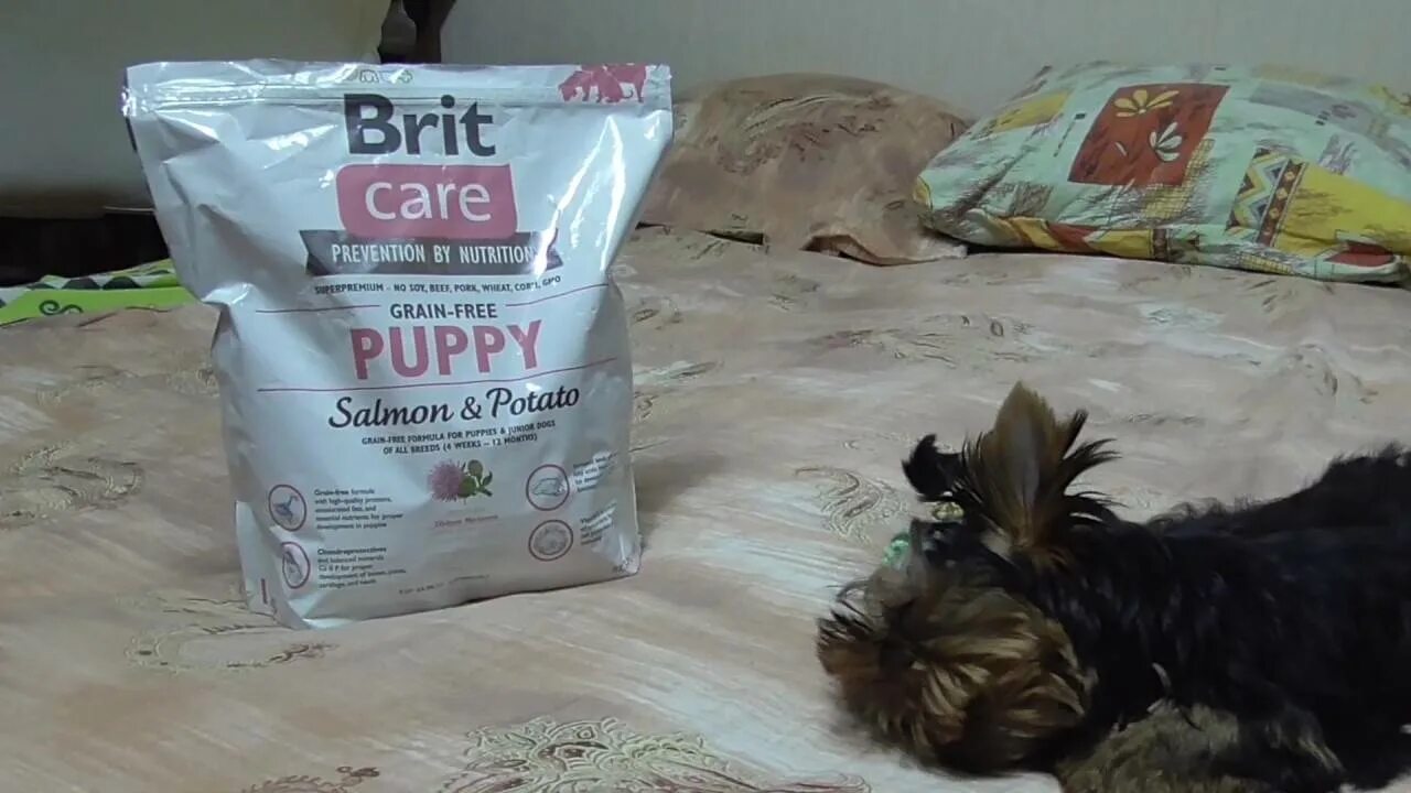 Лучший сухой корм для йорка. Brit care корм для york. brit care для йоркширских терьеров. brit корм для йорков. корм для йорков премиум.