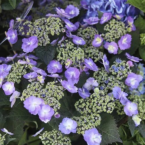 Гортензия крупнолистовая Блюберри Чизкейк Цена: 620 руб.1 СВОБОДНАHydrangea macr