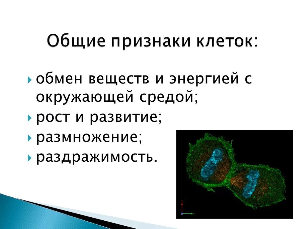 Общие признаки клеток. Признаки Общие для всех клеток. Общие признаки всех клеточных. Перечислить признаки Общие для всех клеток.