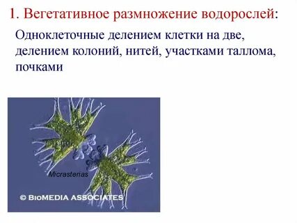 Вегетативное размножение зеленых водорослей