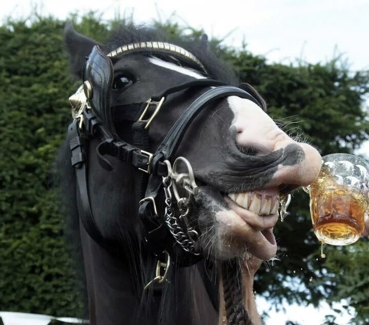 Конь бухает. Конь пьет. Лошадь с пивом. Лошадь пьет чай