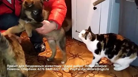 Приют для животных добро