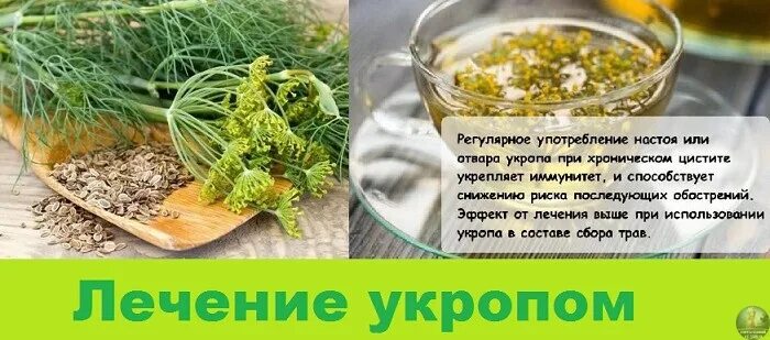 Отвар из семян укропа. Настой из укропа. Настой семян укропа. Настой из семян укропа для похудения. Укроп заварить кипятком