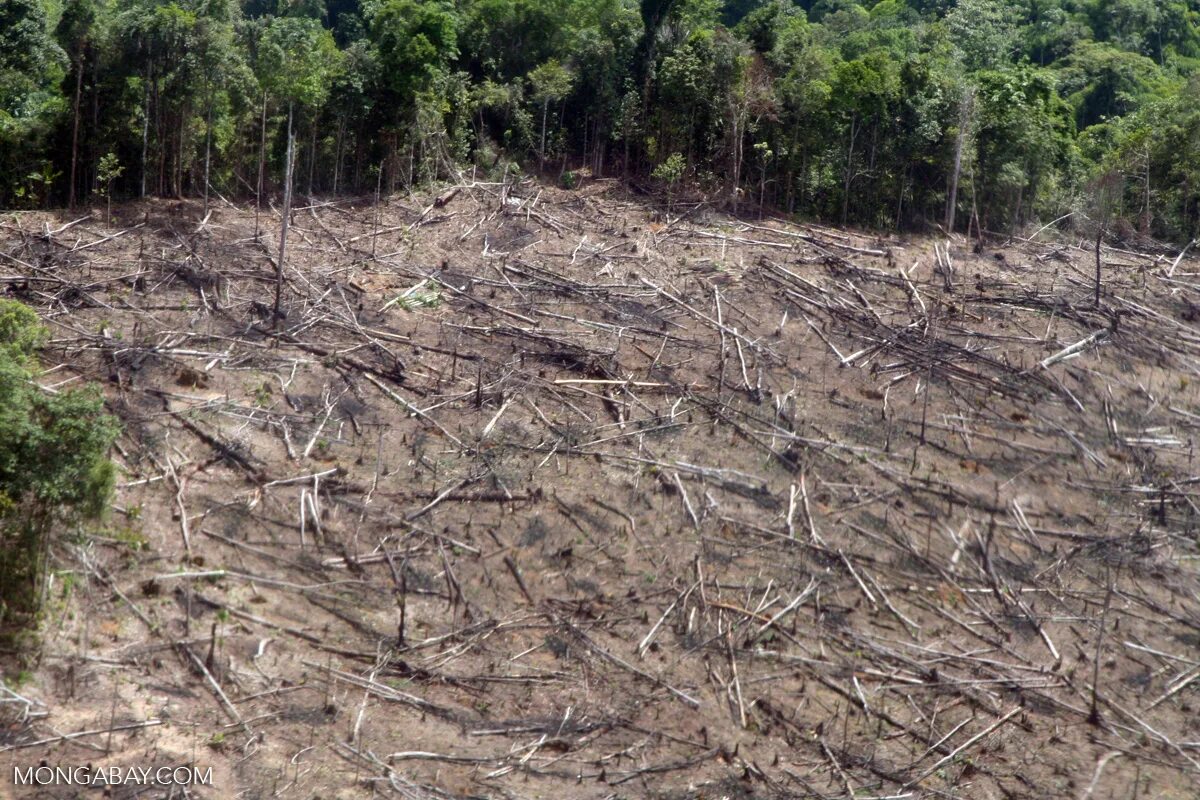 Clear cutting. Уничтожение лесов. Вырубка тропических лесов. Последствия вырубки лесов. Почвы тропиков.