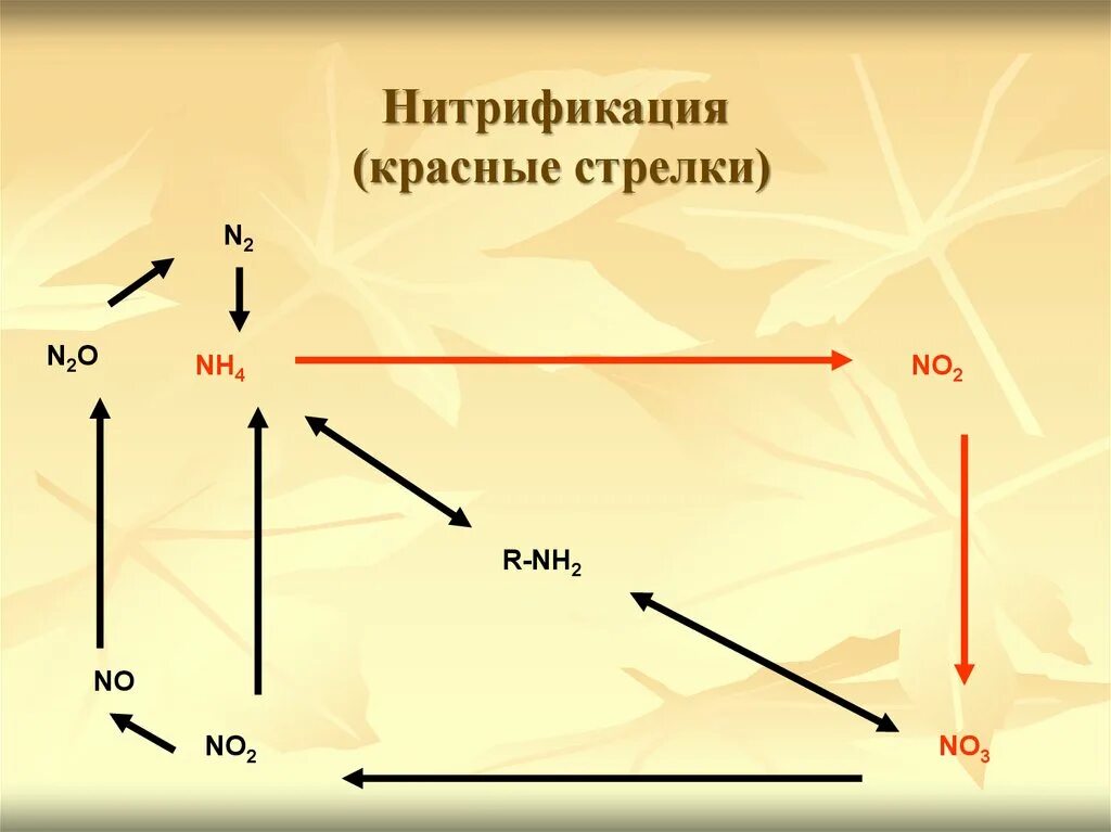 Процесс нитрификации. Нитрификация. Нитрификация схема. Нитрификация это в биологии. Нитрификация - образования в почве нитратов..