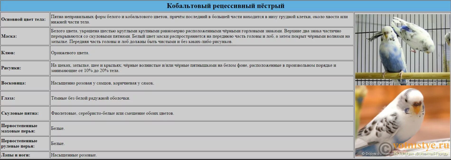 Сколько лет попугаю по человеческим. Таблица возраста попугая волнистого. Таблица определения возраста волнистых попугаев. Как определить Возраст попугая волнистого таблица. Соотношение возраста волнистого попугая.