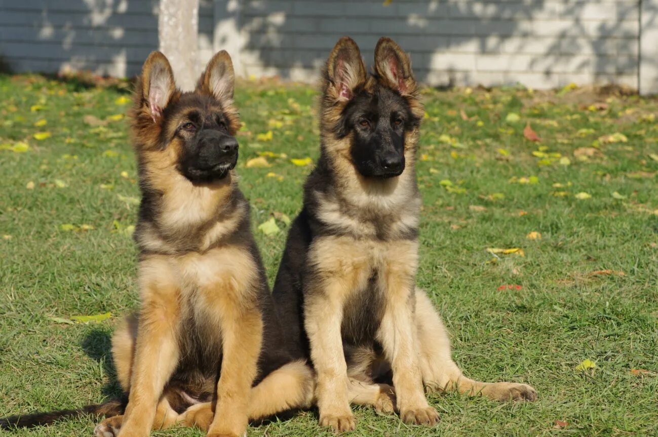 Немецкая овчарка щенок 4. Овчарка 3 месяца как выглядит. Овчарка 3 месяца как выглядит. Щенок немецкой овчарки 5 месяцев. Щенки немецкой овчарки 3мемяца.