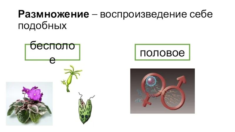 Размножение организмов 9 кл. Размножение организмов презентация. Бесполое размножение организмов. Размножение биология 9 класс.