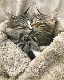 Котик обнимает картинки