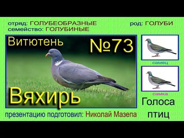 Как издать звук голубя. Лесной голубь витютень голос. Дикий голубь вяхирь звуки. Вяхирь самка. Лесной голубь вяхирь голос.