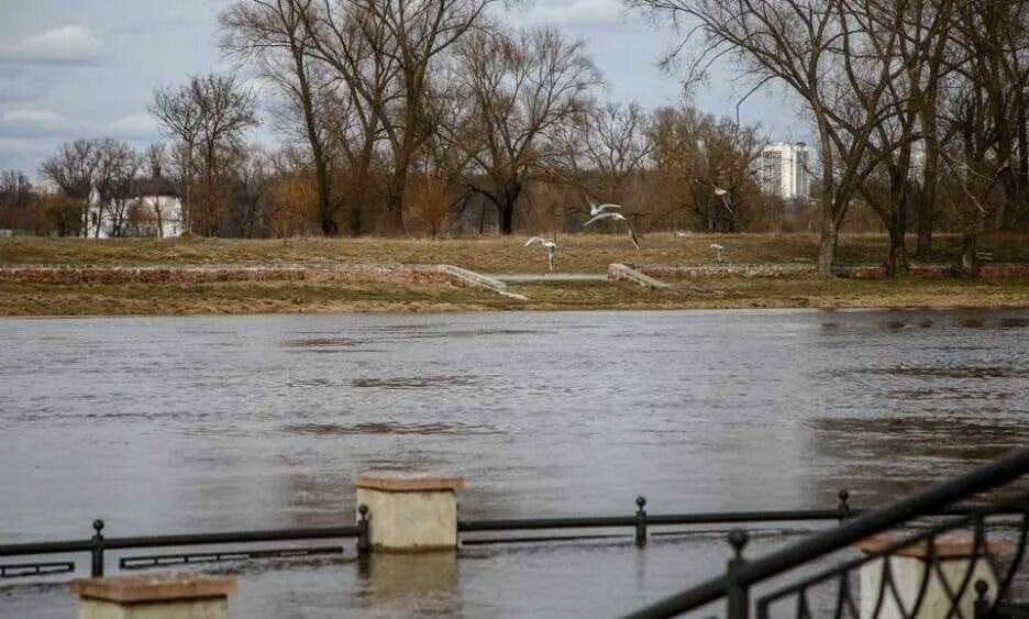 Уровень воды в днепре могилев сегодня. Разлив Днепра в Могилеве 2023. Могилев река Днепр. Река Днепр разлив. Могилев разлив Днепра.