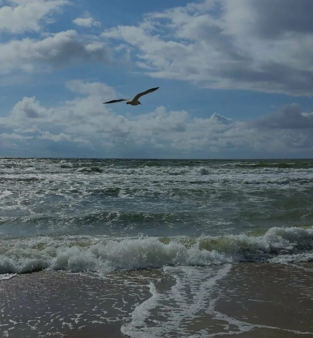 Прибой чайка. Балтика море Чайки. Море Орджоникидзе Чайки. Зеленоградск Чайки променад Балтийское море. Чайка Балтийск.