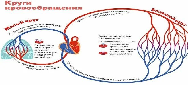 Особенность артериальной крови. Венозная и артериальная кровь цвет. Венозная и артериальная кровь различия. Артериальная и венозная кровь характеристики. Сравнение артериальной и венозной крови.