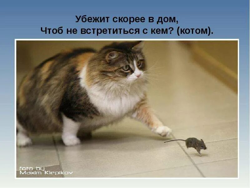 Если убежал кот как его найти. Кошка ловит мышь. мышь убегает от кота. кошка поймала мышь.