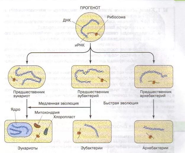 Эволюция эукариотических организмов. Схема симбиотическая теория происхождения эукариотических клеток. Гипотезы возникновения эукариотической клетки. Гипотезы происхождения эукариотической клетки. Происхождение эукариотических клеток.