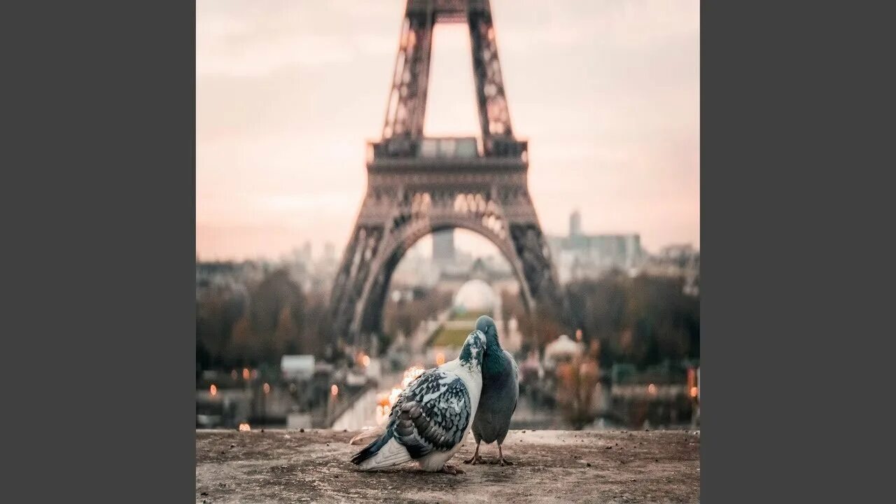 Кот париж. Кот в париже. стильный кот париж. я в париже, кот. кот в париже мем.